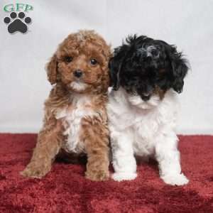 Lonnie, Cavapoo Puppy